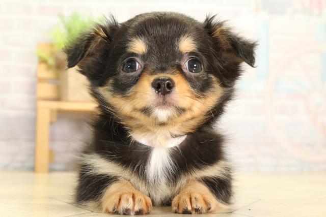 愛知県のチワワ(ロング) (Coo&RIKU名古屋中川店/2026年1月22日生まれ/女の子/ブラックタンホワイト)の子犬の1枚目の画像