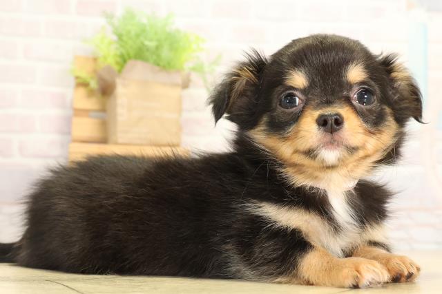 愛知県のチワワ(ロング) (Coo&RIKU名古屋中川店/2026年1月22日生まれ/女の子/ブラックタンホワイト)の子犬の2枚目の画像