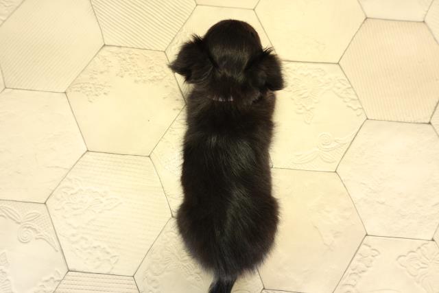 愛知県のチワワ(ロング) (Coo&RIKU名古屋中川店/2026年1月22日生まれ/女の子/ブラックタンホワイト)の子犬の4枚目の画像