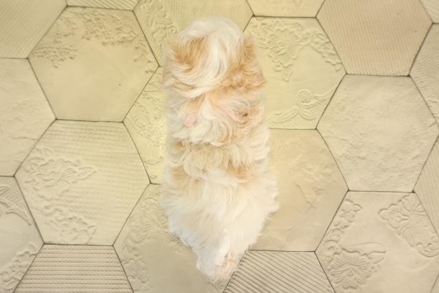 愛知県のマルプー(マルチーズ×プードル) (Coo&RIKU岡崎店/2026年1月24日生まれ/女の子/ホワイトクリーム)の子犬の4枚目の画像