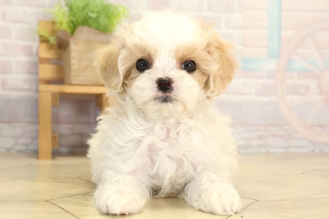愛知県のマルプー(マルチーズ×プードル) (Coo&RIKU瀬港線守山店/2026年1月24日生まれ/女の子/ホワイトクリーム)の子犬の1枚目の画像