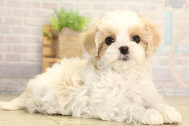 愛知県のマルプー(マルチーズ×プードル) (Coo&RIKU瀬港線守山店/2026年1月24日生まれ/女の子/ホワイトクリーム)の子犬の2枚目の画像