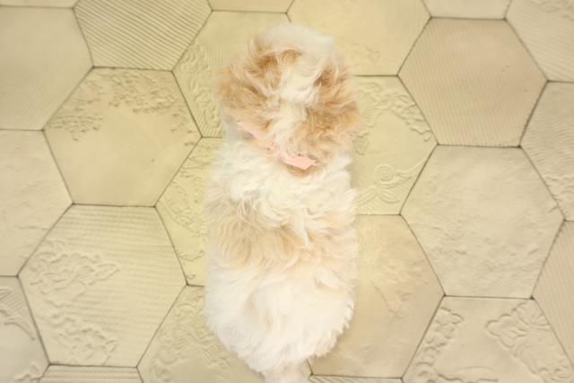 愛知県のマルプー(マルチーズ×プードル) (Coo&RIKU瀬港線守山店/2026年1月24日生まれ/女の子/ホワイトクリーム)の子犬の4枚目の画像