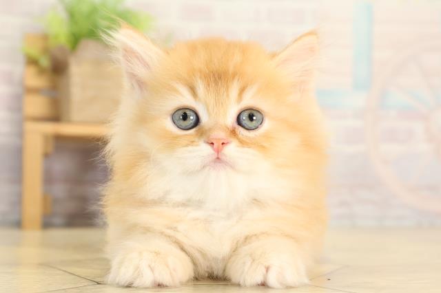 愛知県のスコティッシュフォールド (Coo&RIKU東海店/2026年1月25日生まれ/男の子/レッドタビー)の子猫の1枚目の画像