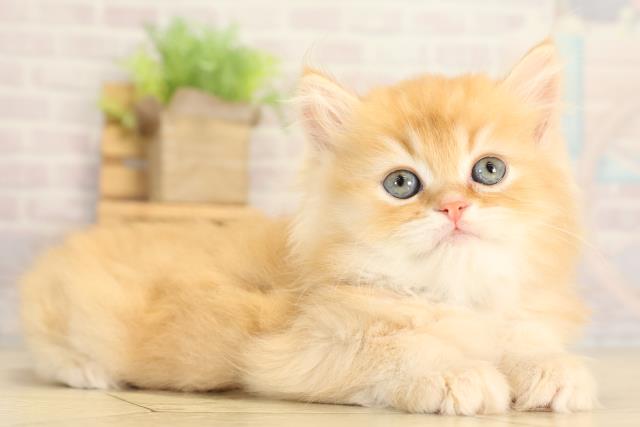 愛知県のスコティッシュフォールド (Coo&RIKU東海店/2026年1月25日生まれ/男の子/レッドタビー)の子猫の2枚目の画像