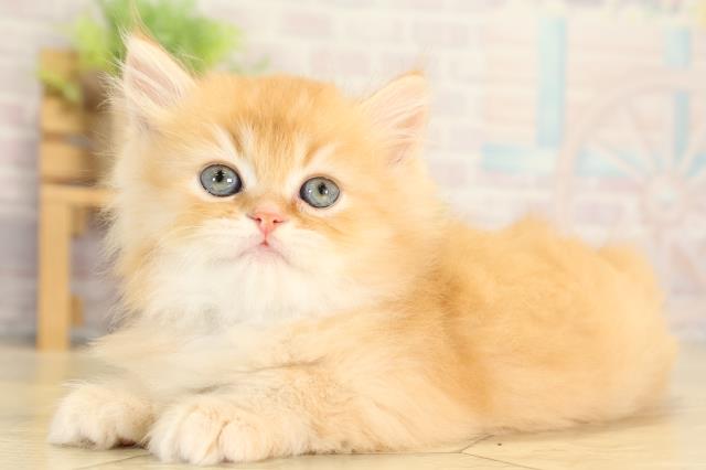 愛知県のスコティッシュフォールド (Coo&RIKU東海店/2026年1月25日生まれ/男の子/レッドタビー)の子猫の3枚目の画像