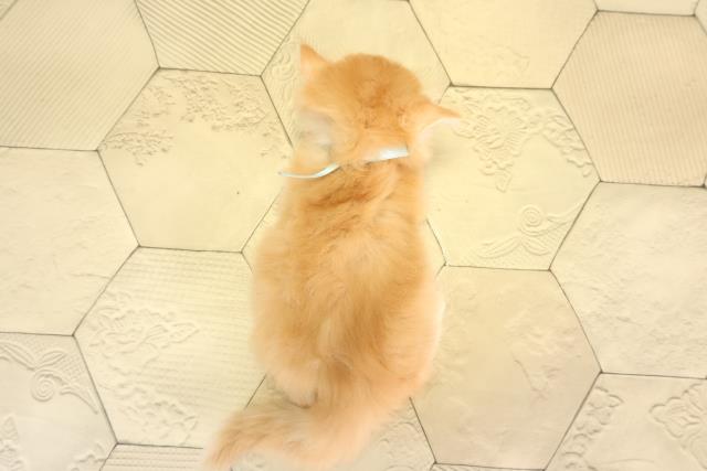 愛知県のスコティッシュフォールド (Coo&RIKU東海店/2026年1月25日生まれ/男の子/レッドタビー)の子猫の4枚目の画像