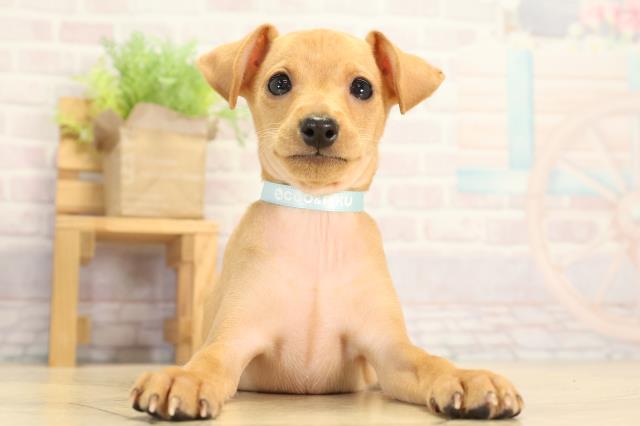 愛知県のミニチュアピンシャー (Coo&RIKU豊橋店/2026年1月25日生まれ/男の子/レッド)の子犬の1枚目の画像