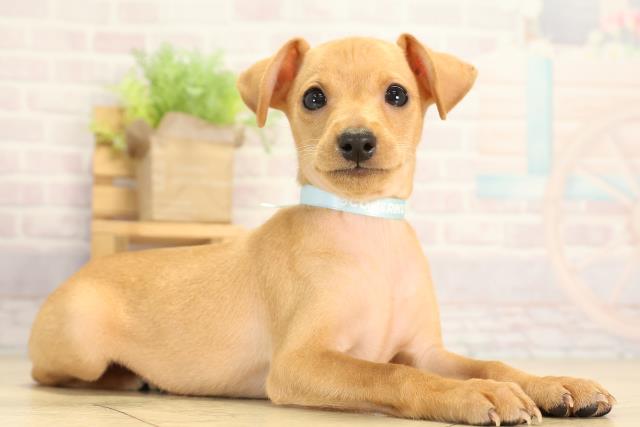 愛知県のミニチュアピンシャー (Coo&RIKU豊橋店/2026年1月25日生まれ/男の子/レッド)の子犬の2枚目の画像