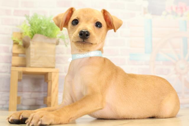 愛知県のミニチュアピンシャー (Coo&RIKU豊橋店/2026年1月25日生まれ/男の子/レッド)の子犬の3枚目の画像