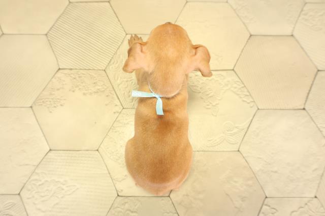 愛知県のミニチュアピンシャー (Coo&RIKU豊橋店/2026年1月25日生まれ/男の子/レッド)の子犬の4枚目の画像