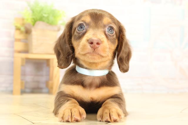 ミニチュア・ダックスフンド