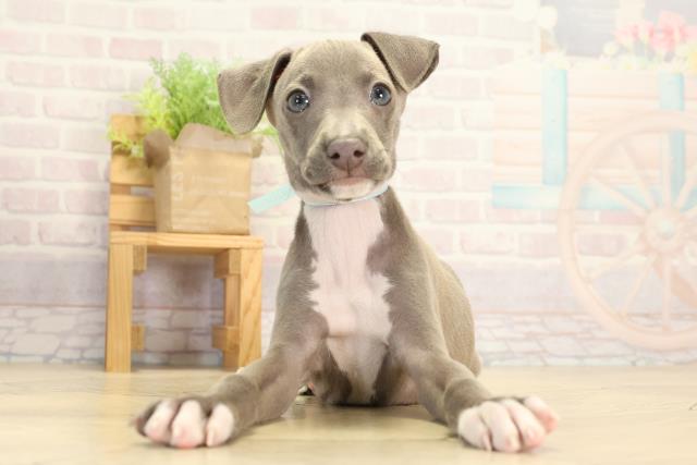 イタリアングレーハウンド