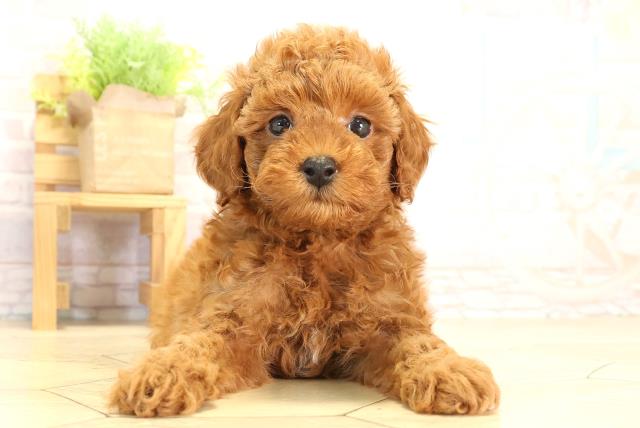 愛知県のトイプードル(トイ) (Coo&RIKU岡崎店/2026年1月24日生まれ/男の子/レッド)の子犬の1枚目の画像