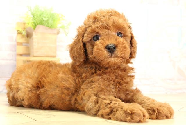 愛知県のトイプードル(トイ) (Coo&RIKU岡崎店/2026年1月24日生まれ/男の子/レッド)の子犬の2枚目の画像