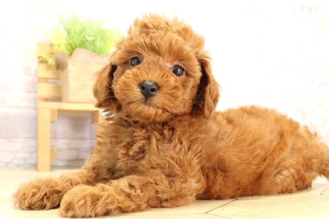 愛知県のトイプードル(トイ) (Coo&RIKU岡崎店/2026年1月24日生まれ/男の子/レッド)の子犬の3枚目の画像