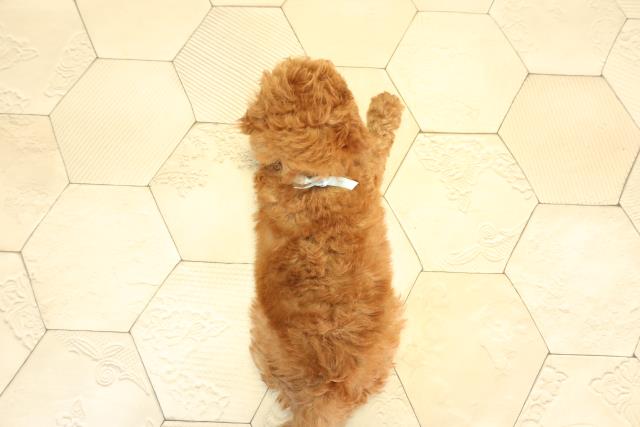 愛知県のトイプードル(トイ) (Coo&RIKU岡崎店/2026年1月24日生まれ/男の子/レッド)の子犬の4枚目の画像