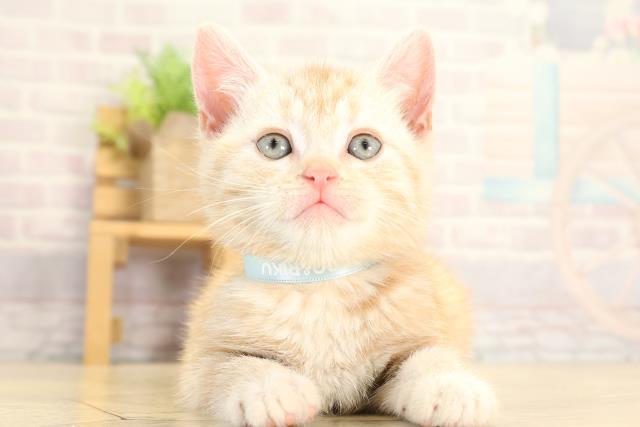 愛知県のアメリカンショートヘアー (Coo&RIKU岡崎店/2026年1月25日生まれ/男の子/カメオタビー)の子猫の1枚目の画像