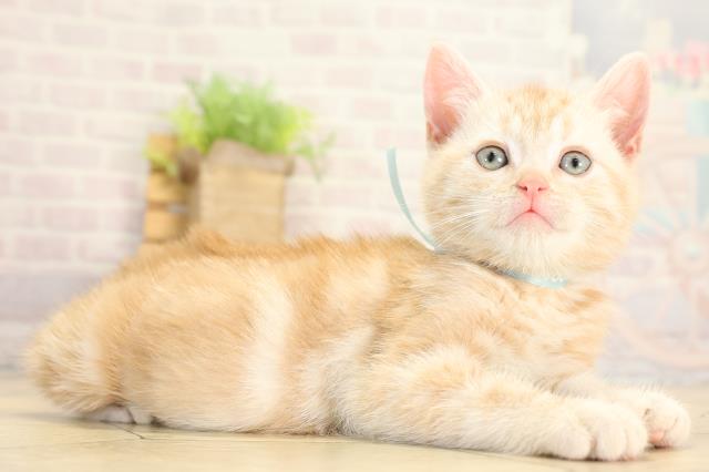 愛知県のアメリカンショートヘアー (Coo&RIKU岡崎店/2026年1月25日生まれ/男の子/カメオタビー)の子猫の2枚目の画像