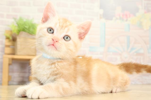 愛知県のアメリカンショートヘアー (Coo&RIKU岡崎店/2026年1月25日生まれ/男の子/カメオタビー)の子猫の3枚目の画像