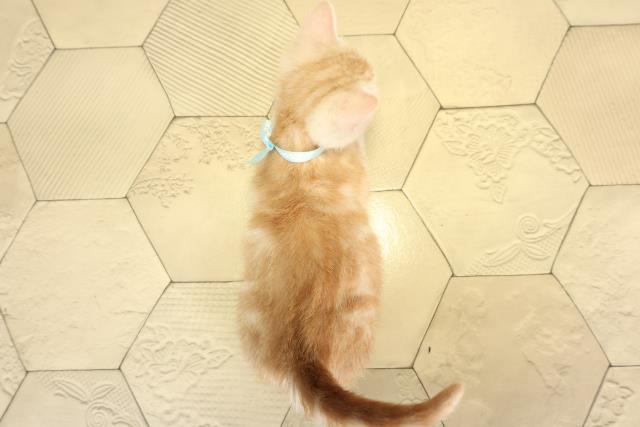 愛知県のアメリカンショートヘアー (Coo&RIKU岡崎店/2026年1月25日生まれ/男の子/カメオタビー)の子猫の4枚目の画像