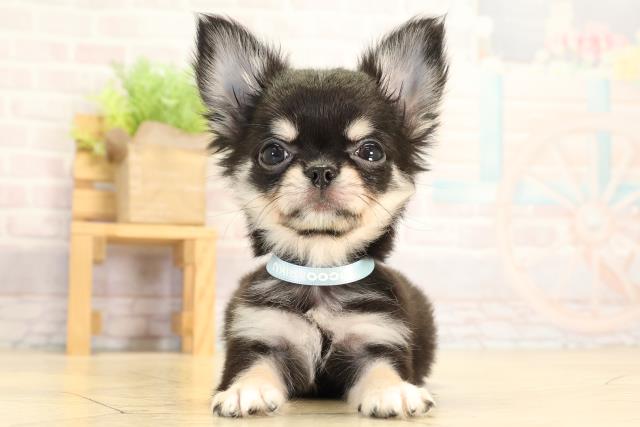 愛知県のチワワ(ロング) (Coo&RIKU岡崎店/2026年1月20日生まれ/男の子/ブラッククリーム)の子犬の1枚目の画像