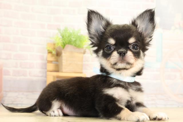 愛知県のチワワ(ロング) (Coo&RIKU岡崎店/2026年1月20日生まれ/男の子/ブラッククリーム)の子犬の2枚目の画像