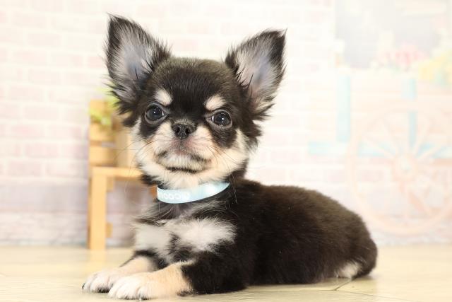 愛知県のチワワ(ロング) (Coo&RIKU岡崎店/2026年1月20日生まれ/男の子/ブラッククリーム)の子犬の3枚目の画像