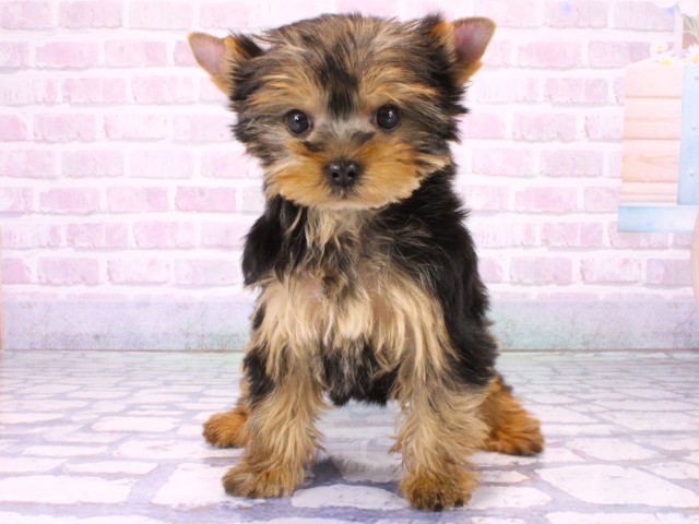 奈良県のヨークシャーテリア (Coo&RIKU奈良新庄店/2026年1月21日生まれ/女の子/スチールブルータン)の子犬