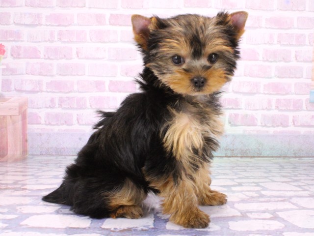 奈良県のヨークシャーテリア (Coo&RIKU奈良新庄店/2026年1月21日生まれ/女の子/スチールブルータン)の子犬の2枚目の画像