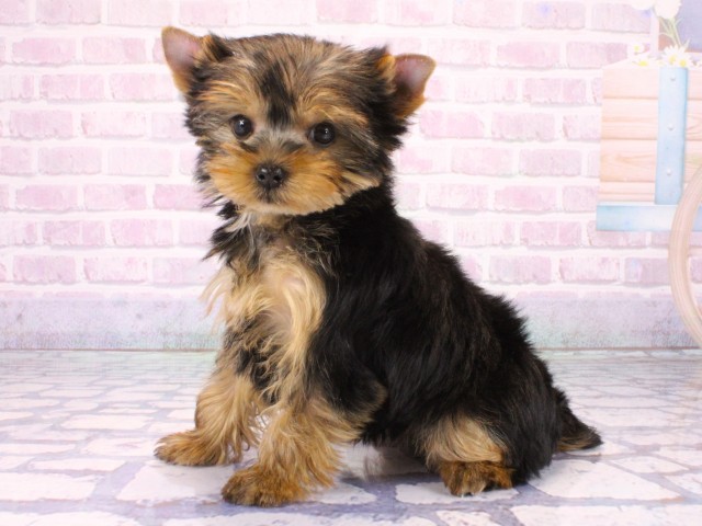 奈良県のヨークシャーテリア (Coo&RIKU奈良新庄店/2026年1月21日生まれ/女の子/スチールブルータン)の子犬の3枚目の画像