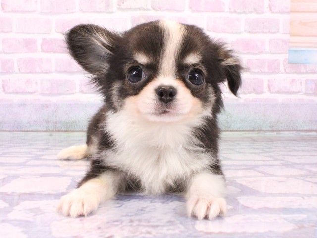 京都府のチワワ(ロング) (Coo&RIKU京都河原町店/2026年1月20日生まれ/男の子/ブラックタンホワイト)の子犬の1枚目の画像