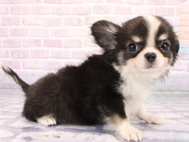 京都府のチワワ(ロング) (Coo&RIKU京都河原町店/2026年1月20日生まれ/男の子/ブラックタンホワイト)の子犬の2枚目の画像