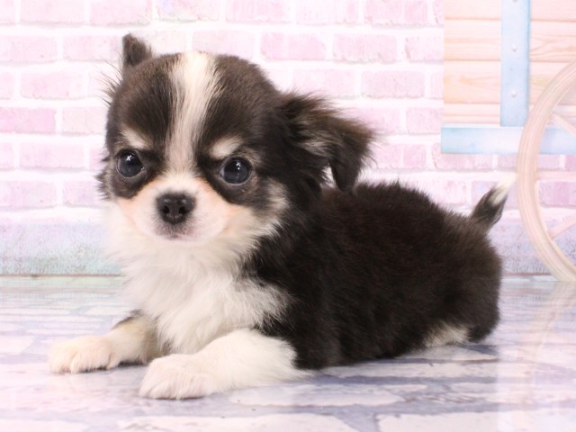 京都府のチワワ(ロング) (Coo&RIKU京都河原町店/2026年1月20日生まれ/男の子/ブラックタンホワイト)の子犬の3枚目の画像