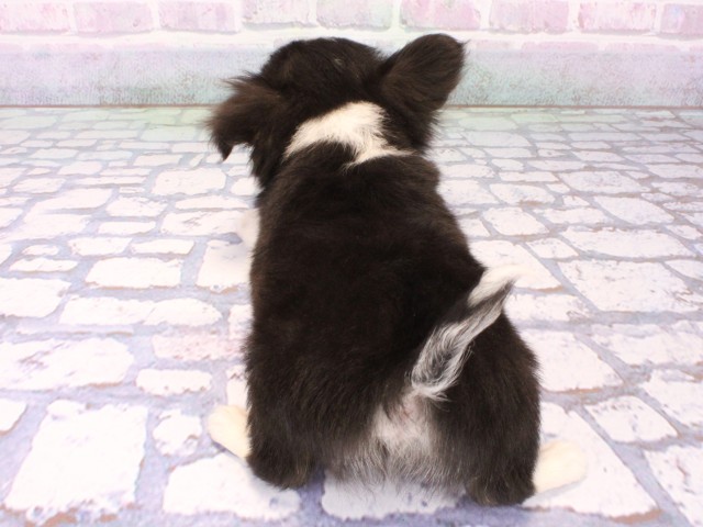 京都府のチワワ(ロング) (Coo&RIKU京都河原町店/2026年1月20日生まれ/男の子/ブラックタンホワイト)の子犬の4枚目の画像