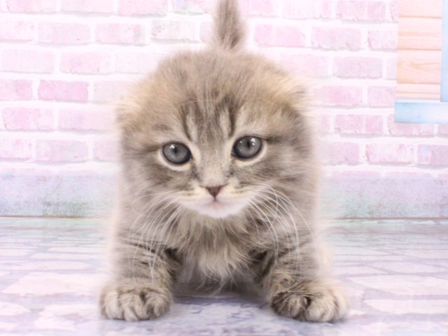 スコティッシュフォールド