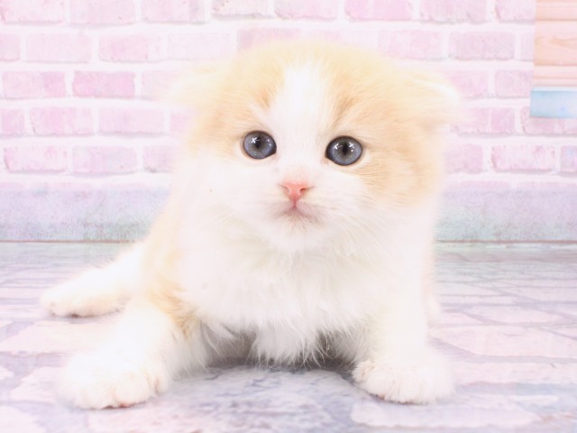 大阪府のスコティッシュフォールド (Coo&RIKU梅田店/2026年1月25日生まれ/男の子/クリームタビーホワイト)の子猫