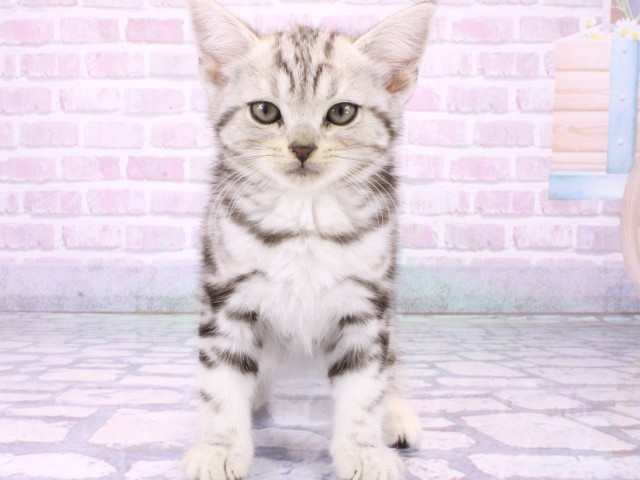 大阪府のアメリカンショートヘアー (Coo&RIKU枚方店/2026年1月18日生まれ/女の子/シルバータビー)の子猫の1枚目の画像