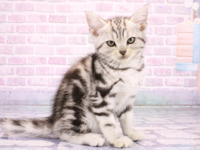 大阪府のアメリカンショートヘアー (Coo&RIKU枚方店/2026年1月18日生まれ/女の子/シルバータビー)の子猫の2枚目の画像