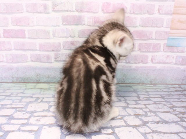 大阪府のアメリカンショートヘアー (Coo&RIKU枚方店/2026年1月18日生まれ/女の子/シルバータビー)の子猫の4枚目の画像