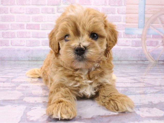 兵庫県のマルプー(マルチーズ×プードル) (Coo&RIKU三木店/2026年1月23日生まれ/男の子/クリーム)の子犬の1枚目の画像