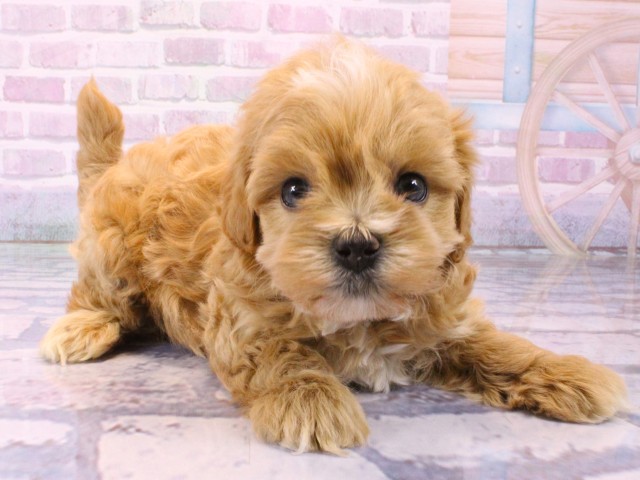 兵庫県のマルプー(マルチーズ×プードル) (Coo&RIKU三木店/2026年1月23日生まれ/男の子/クリーム)の子犬の2枚目の画像