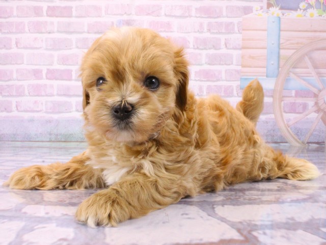 兵庫県のマルプー(マルチーズ×プードル) (Coo&RIKU三木店/2026年1月23日生まれ/男の子/クリーム)の子犬の3枚目の画像