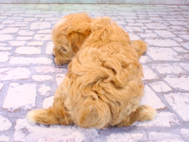 兵庫県のマルプー(マルチーズ×プードル) (Coo&RIKU三木店/2026年1月23日生まれ/男の子/クリーム)の子犬の4枚目の画像