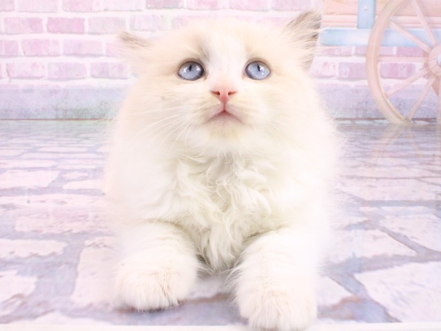 大阪府のラグドール (Coo&RIKU城東古市店/2026年1月22日生まれ/男の子/ブルーポイントバイカラー)の子猫の1枚目の画像