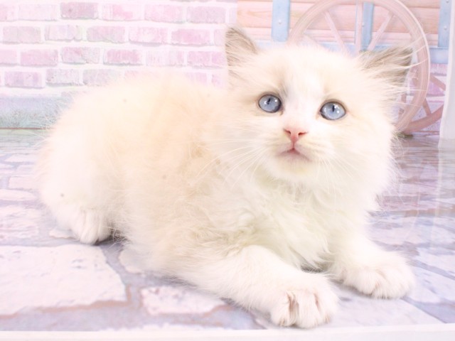 大阪府のラグドール (Coo&RIKU城東古市店/2026年1月22日生まれ/男の子/ブルーポイントバイカラー)の子猫の2枚目の画像