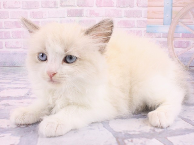 大阪府のラグドール (Coo&RIKU城東古市店/2026年1月22日生まれ/男の子/ブルーポイントバイカラー)の子猫の3枚目の画像