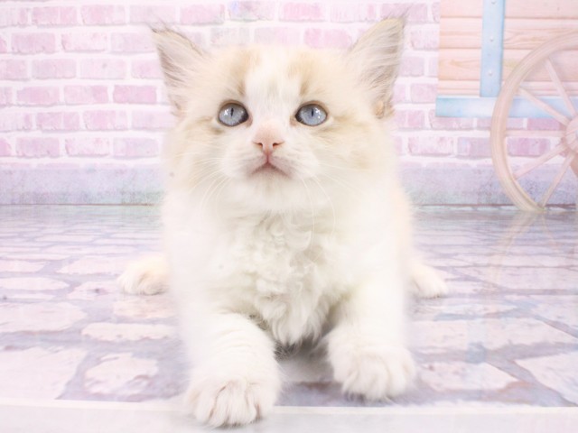 大阪府のラグドール (Coo&RIKU茶屋町店/2026年1月22日生まれ/男の子/シールリンクスポイントバイカラー)の子猫の1枚目の画像