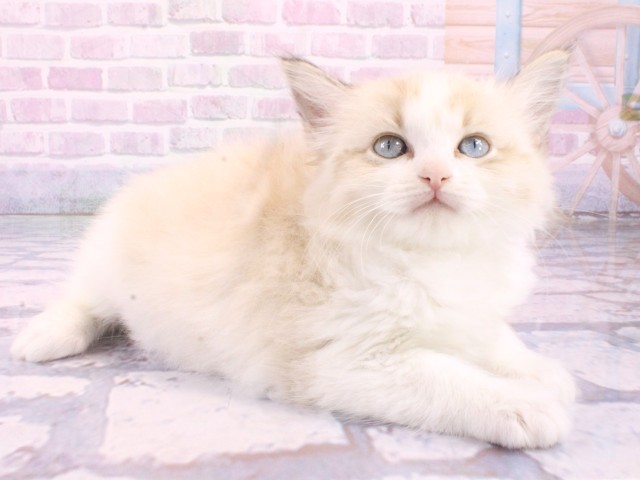 大阪府のラグドール (Coo&RIKU茶屋町店/2026年1月22日生まれ/男の子/シールリンクスポイントバイカラー)の子猫の2枚目の画像