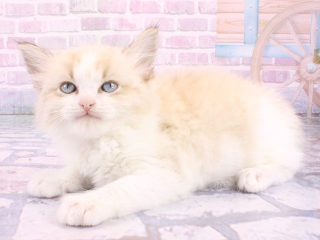 大阪府のラグドール (Coo&RIKU茶屋町店/2026年1月22日生まれ/男の子/シールリンクスポイントバイカラー)の子猫の3枚目の画像